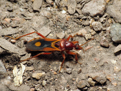 Rasahus thoracicus