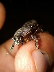 Phileurus