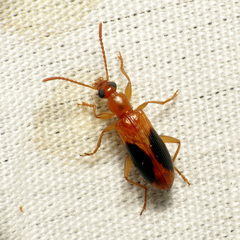 Statira nigromaculata