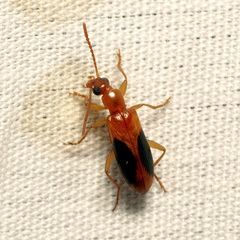 Statira nigromaculata