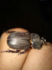 Phileurus