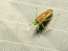 Phytocoris roseotinctus