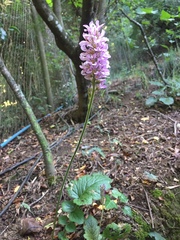 Francoa appendiculata