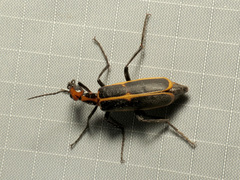 Pyrota obliquefascia