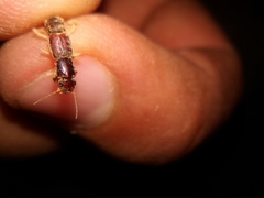 Pinophilus