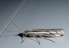 Orocrambus vittellus