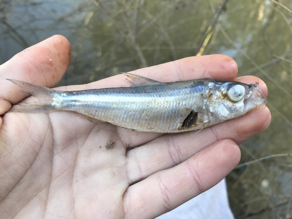 Blueback Shad in February 2021 by Raven Dandridge · iNaturalist