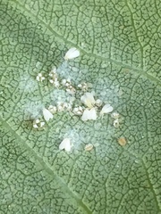 Siphoninus phillyreae