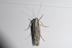 Orocrambus vittellus