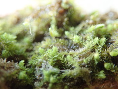 Douinia ovata