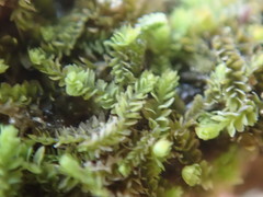Douinia ovata