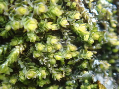 Douinia ovata
