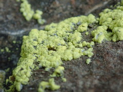 Chrysothrix chlorina