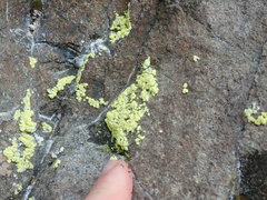 Chrysothrix chlorina