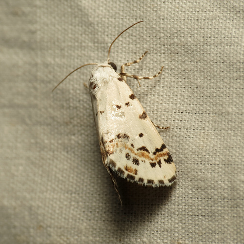 Grotella tricolor photo 5