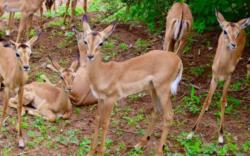 Impala, photo 8 of 10