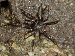 Hebestatis theveneti