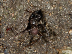 Hebestatis theveneti