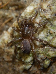 Hebestatis theveneti