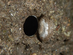 Hebestatis theveneti