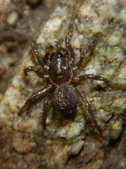 Hebestatis theveneti