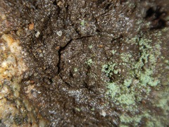 Hebestatis theveneti