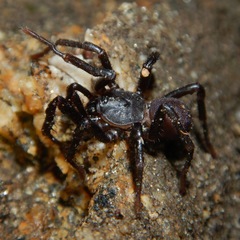 Hebestatis theveneti