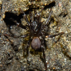 Hebestatis theveneti