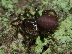 Hebestatis theveneti