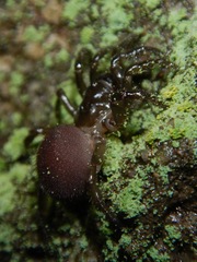 Hebestatis theveneti