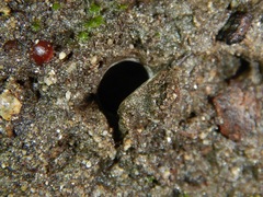 Hebestatis theveneti