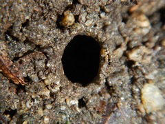 Hebestatis theveneti