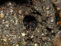 Hebestatis theveneti