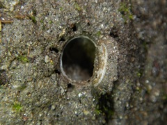 Hebestatis theveneti