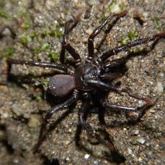 Hebestatis theveneti