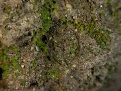 Hebestatis theveneti