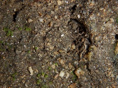 Hebestatis theveneti