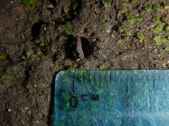 Hebestatis theveneti