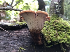Polyporus mcmurphyi