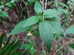 Jaltomata viridiflora