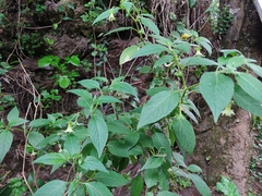 Jaltomata viridiflora