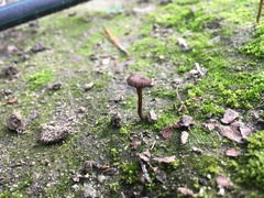 Agaricomycetes