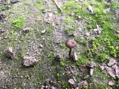 Agaricomycetes