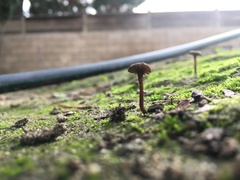 Agaricomycetes