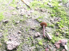 Agaricomycetes