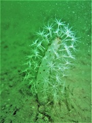 Veretillidae