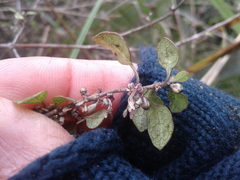 Coprosma tenuicaulis