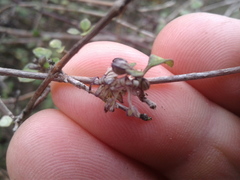 Coprosma tenuicaulis