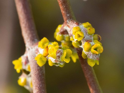 Mesquite Mistletoe