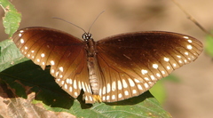 Euploea core core